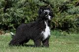 CHIEN NU CHINOIS 047